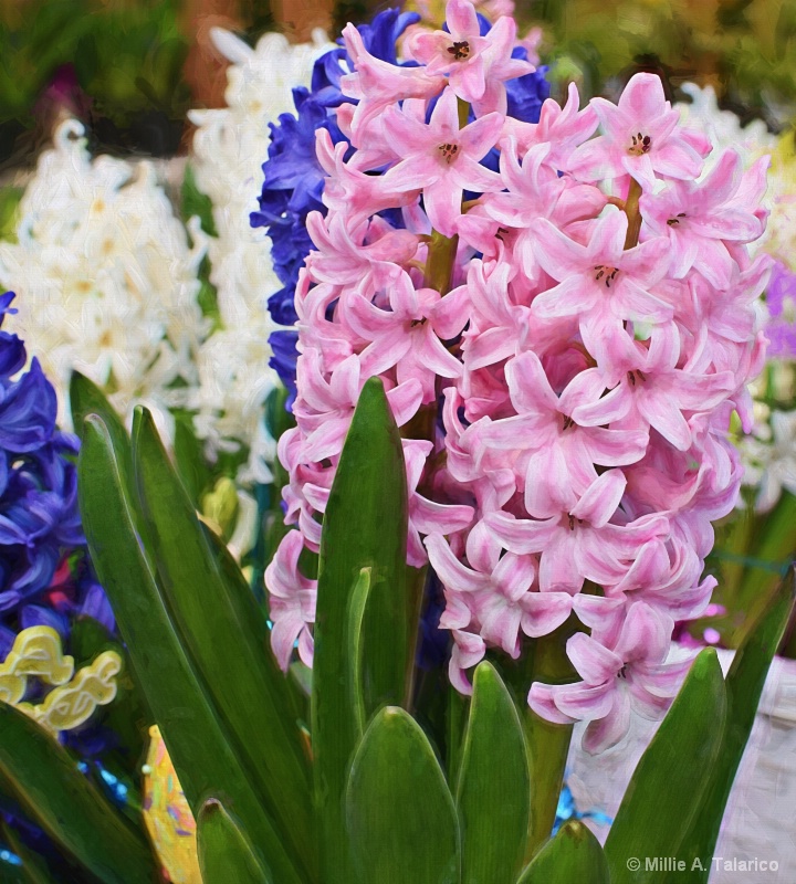 Easter Blooms