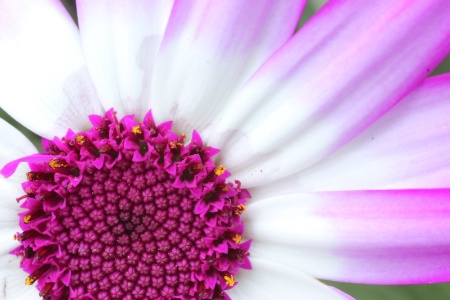 Soft Cineraria