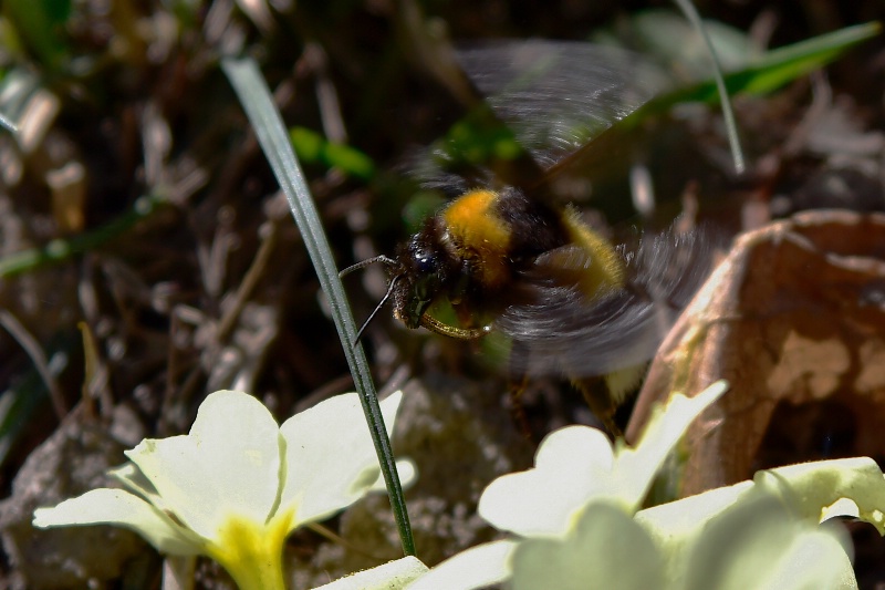 In flight