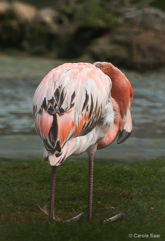 Flamingo of a different color