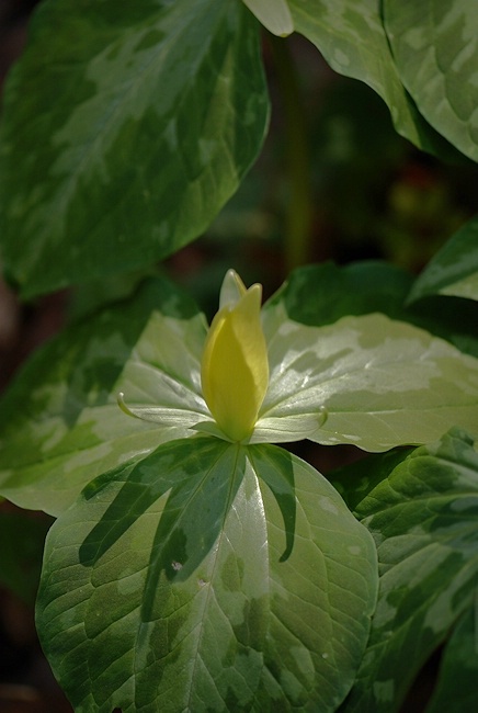 Yellow Trillium