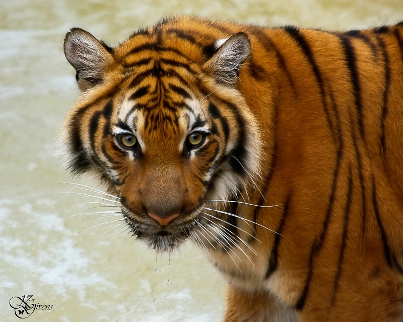 Malayan Tiger