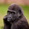 Young Gorilla