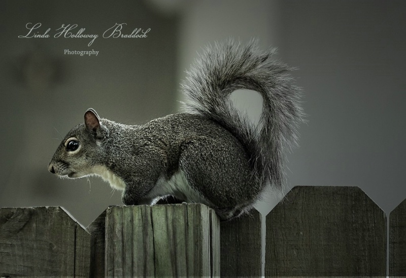 Squirrel  On  Fence