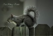 Squirrel  On  Fen...