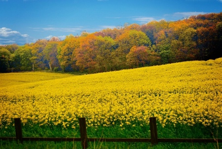 kent Countryside