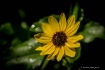 Morning Dew