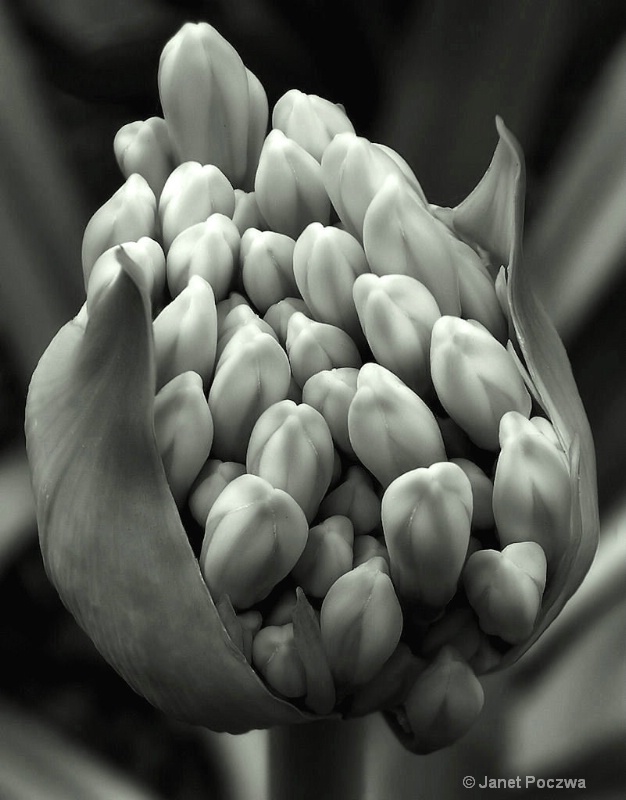 Agapanthus Flower Heads