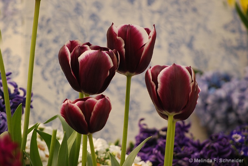 Tulip Show