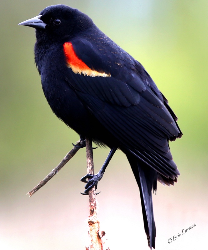 Red-winged Blackbird 