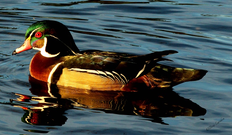 Wood Duck 