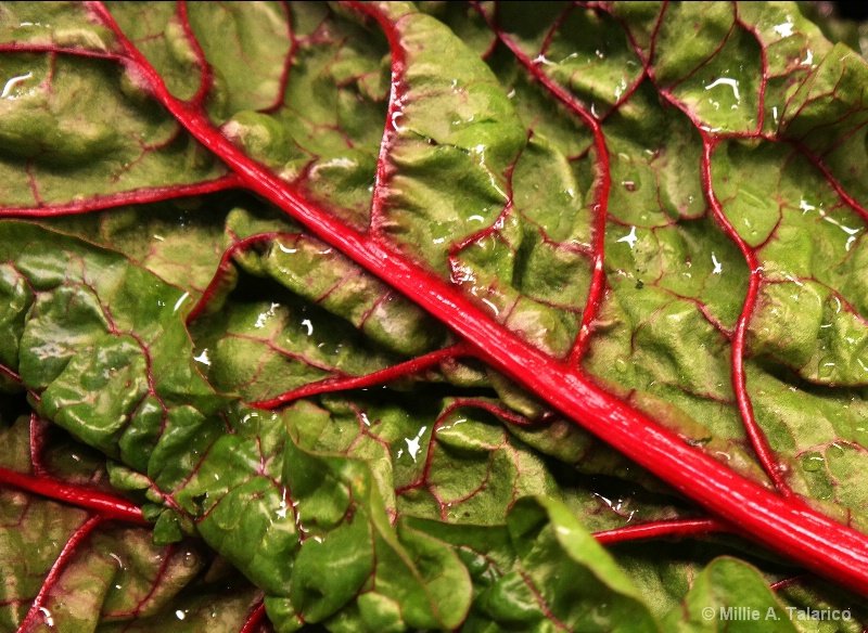 Swiss Chard