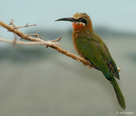 Just Relaxing!!  White-Throated Bee-Eater