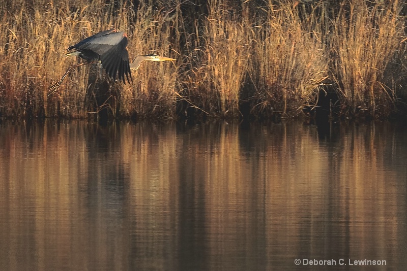 Marsh Sunrise