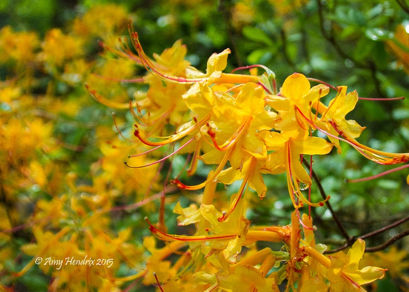 Wild Azaleas