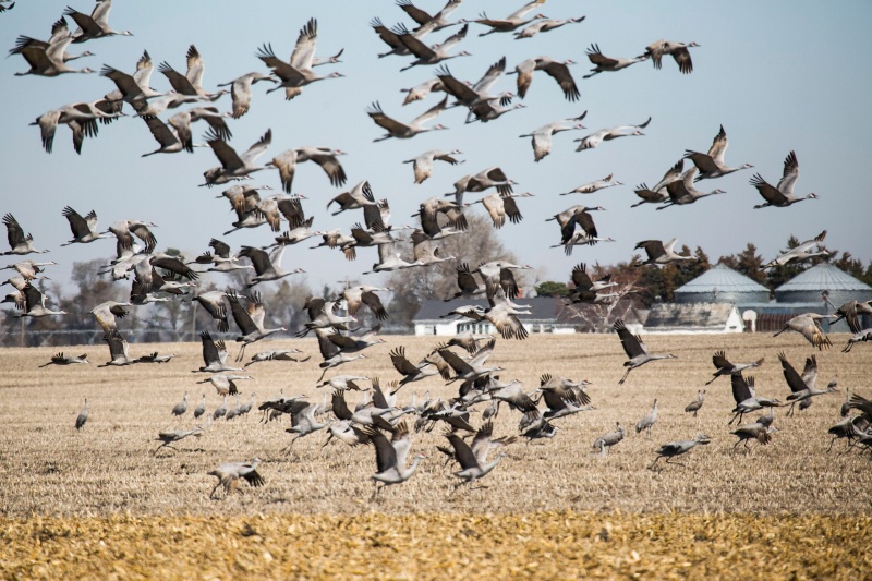 flock of crane takeoff