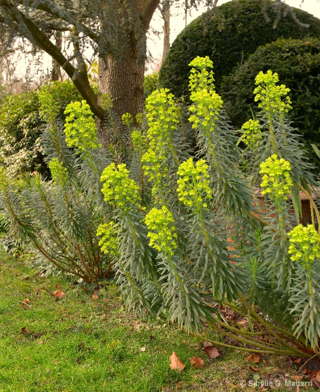  April: Euphorbia characias in groups - ID: 14871519 © Sibylle G. Mattern