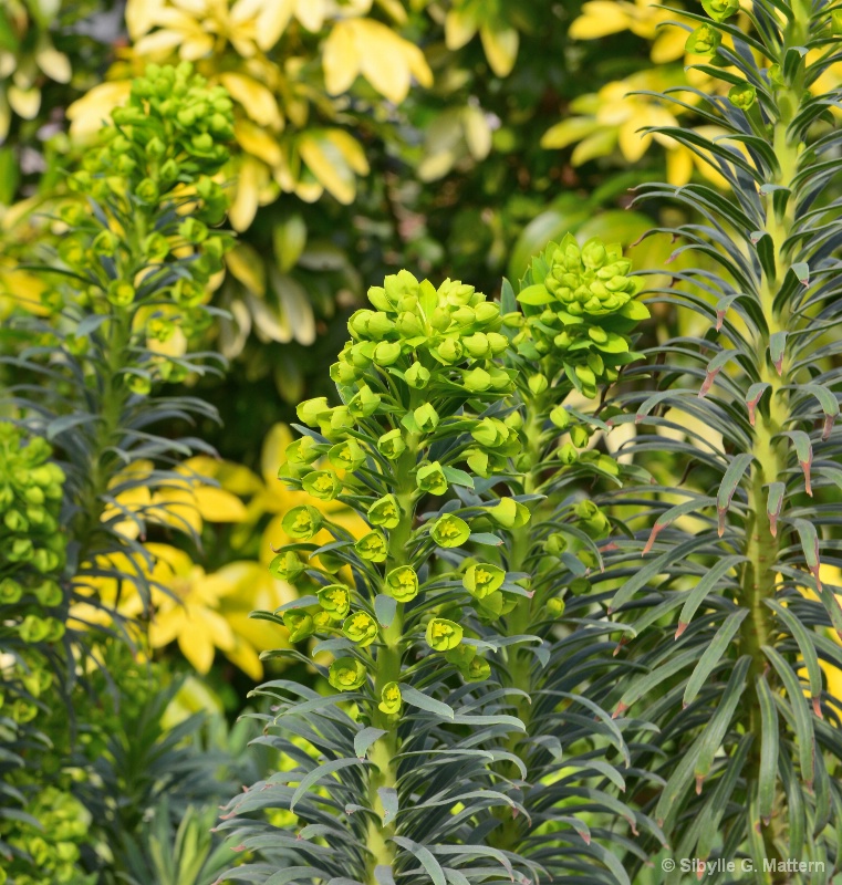Euphorbia characias   - ID: 14871520 © Sibylle G. Mattern