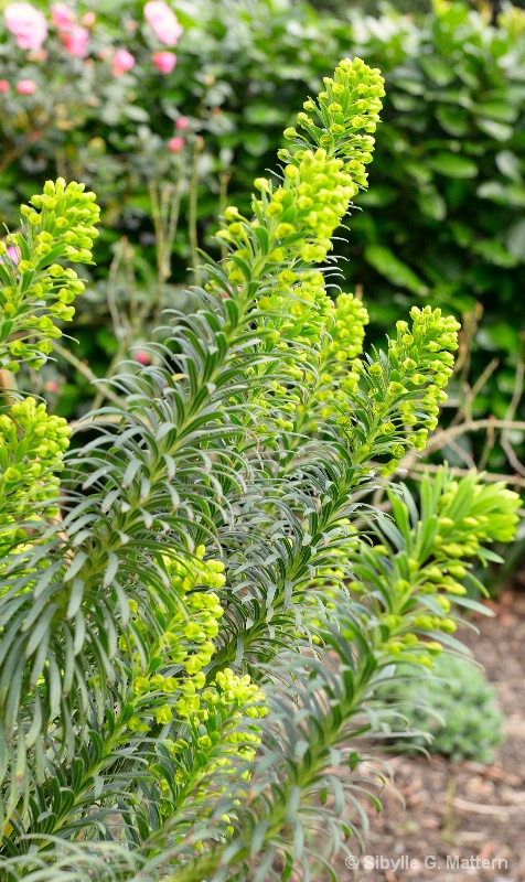 Euphorbia characias - ID: 14871521 © Sibylle G. Mattern