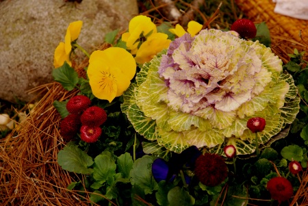 CABBAGE IN THE CENTER OF FLOWERS