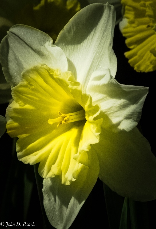 Daffodil-1