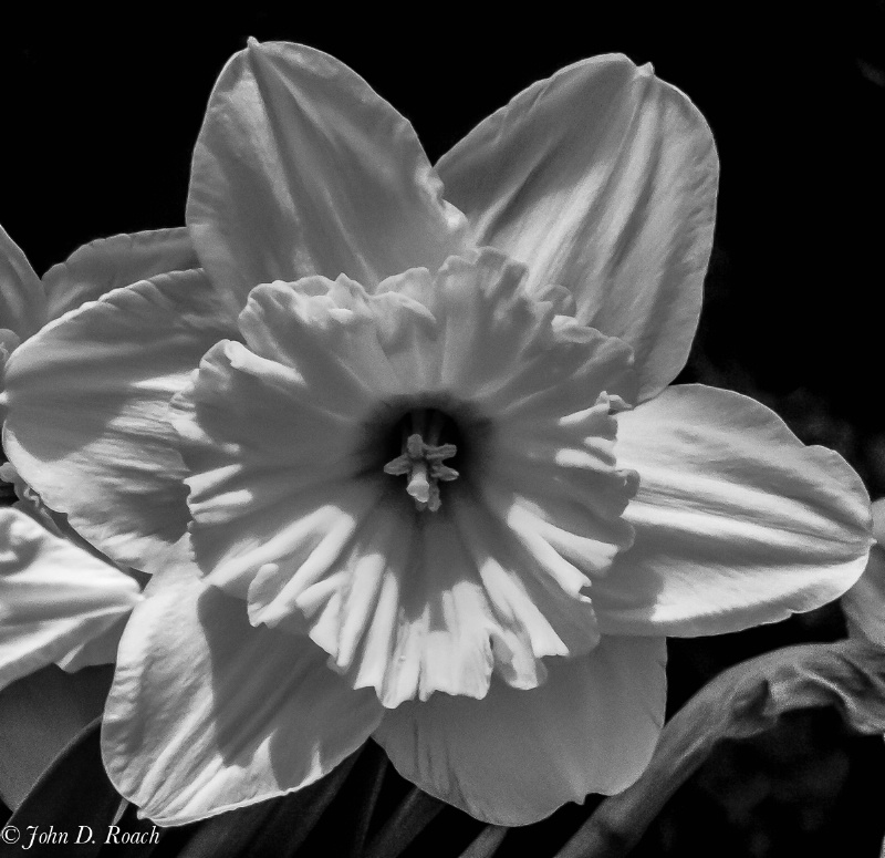 Daffodil-3