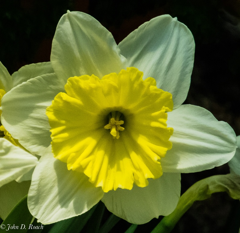 Daffodil-4