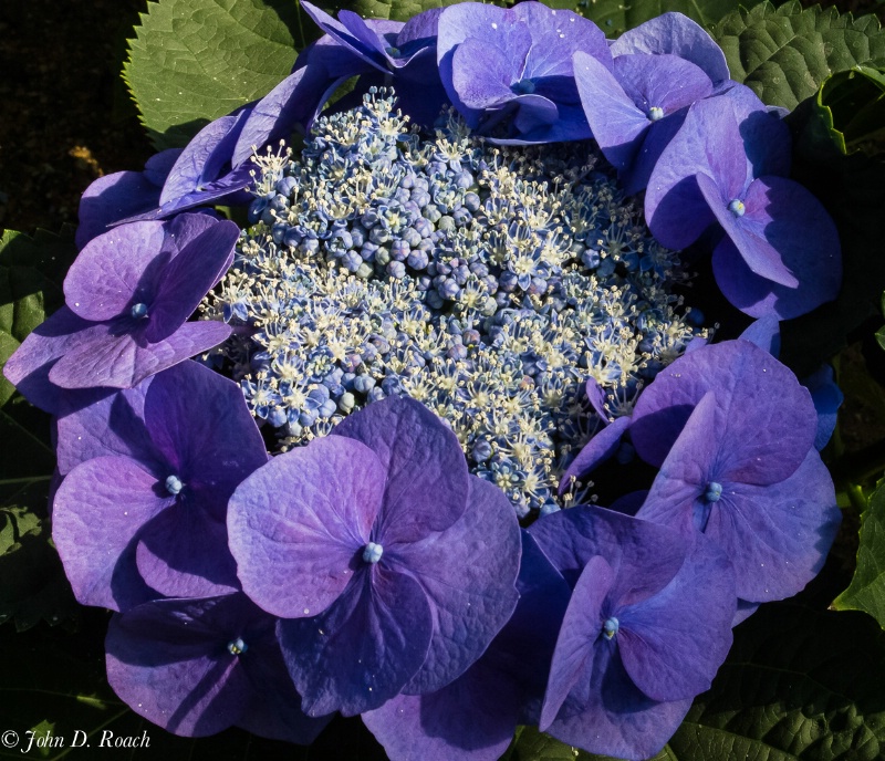 Hydrangea in bloom