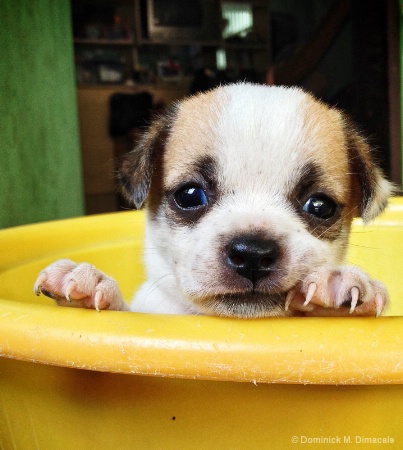 ~ ~ DOGGIE BATH ~ ~