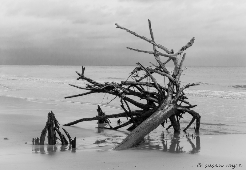 Driftwood B&W