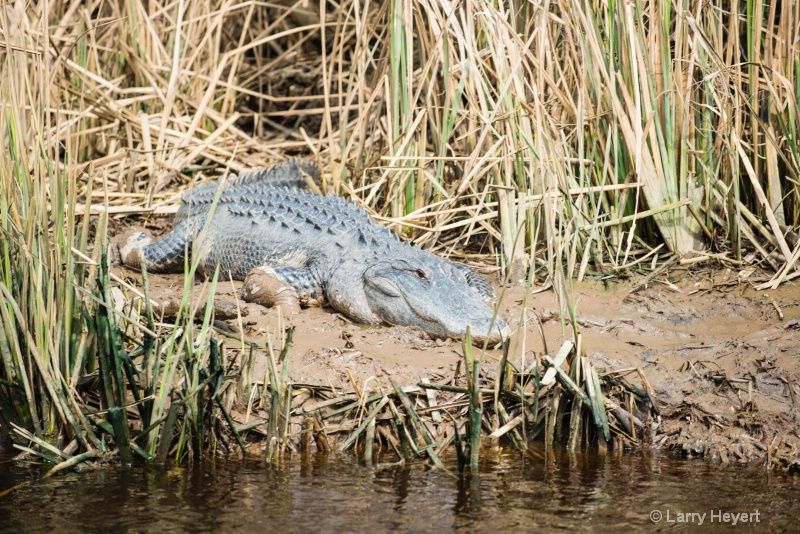 Crocodile at Brookgreen Gardens, South Carolina - ID: 14871882 © Larry Heyert