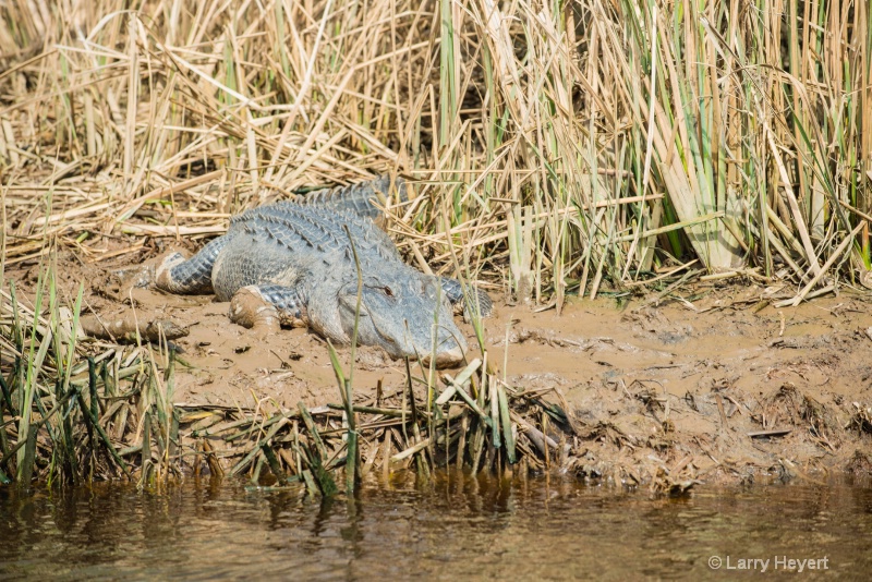 Crocodile at Brookgreen Gardens, South Carolina - ID: 14871883 © Larry Heyert