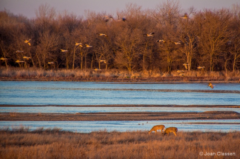 Wildlife Along The Platte