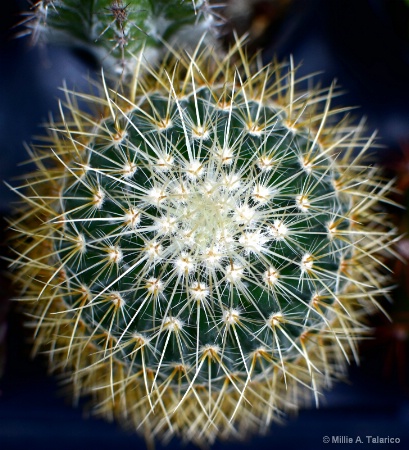 Spiny