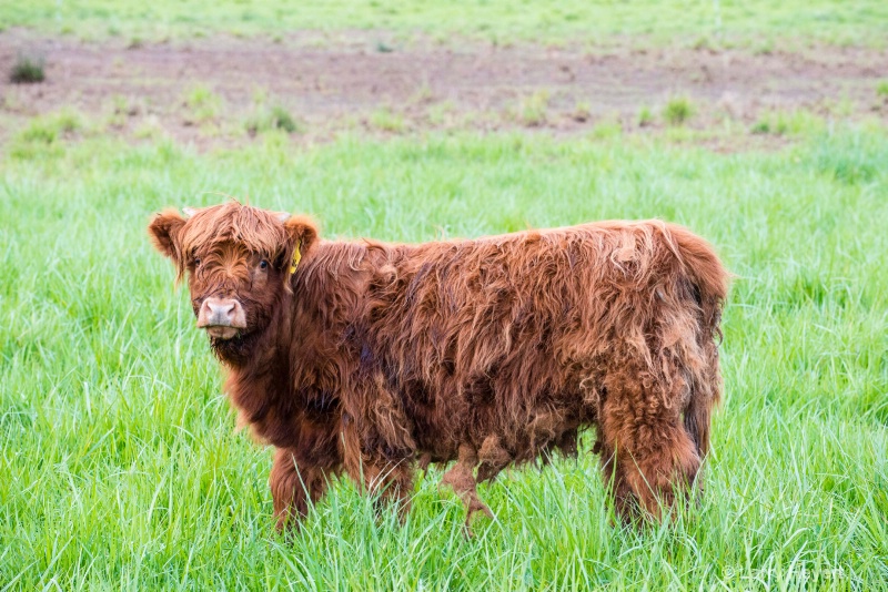 Cow in Mt Vernon, WA - ID: 14872431 © Larry Heyert