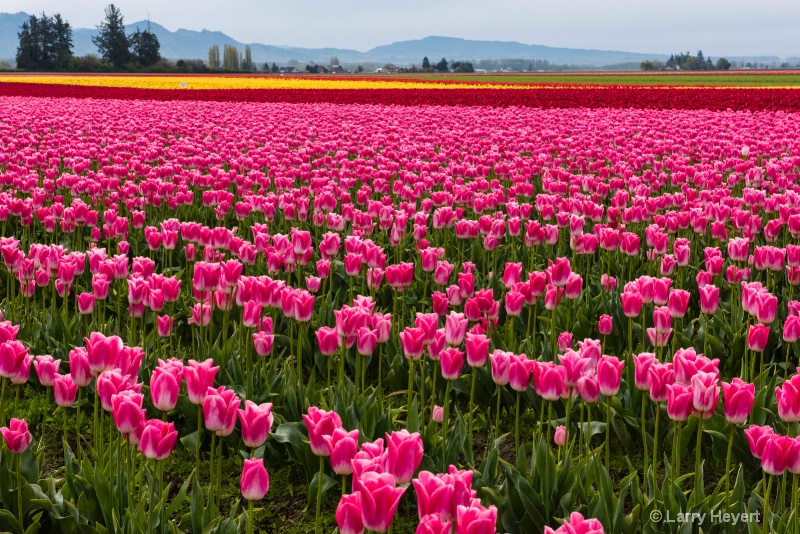 Tulips in Mt Vernon, WA - ID: 14872432 © Larry Heyert