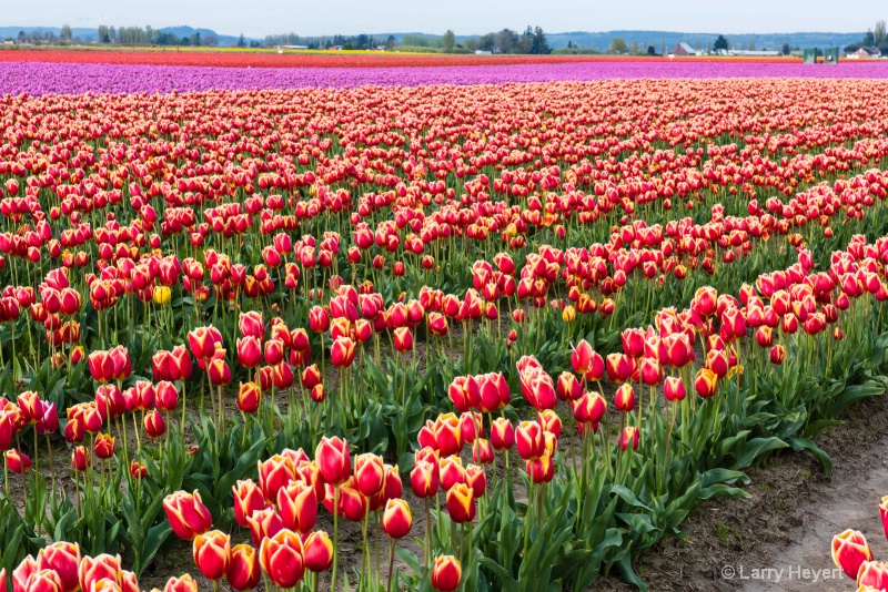 Tulips in Mt Vernon, WA - ID: 14872433 © Larry Heyert