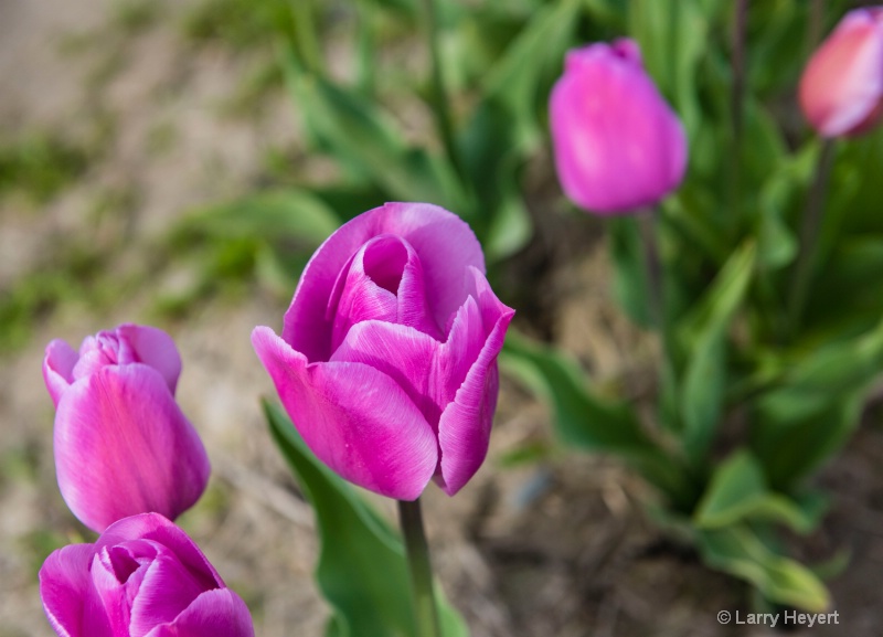 Tulips in Mt Vernon, WA - ID: 14872434 © Larry Heyert