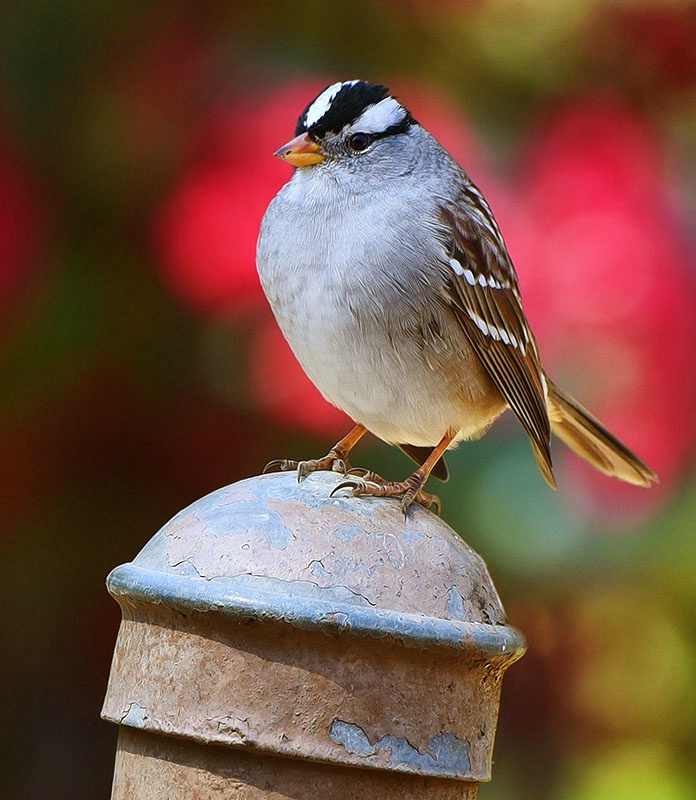 White Crowned Sparrow