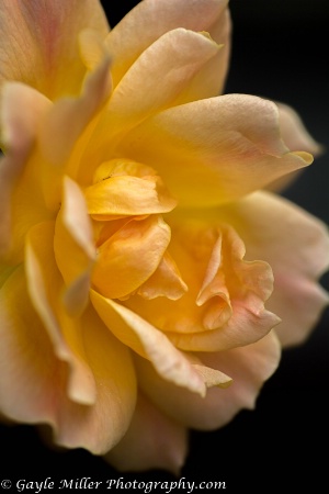 Yellow rose