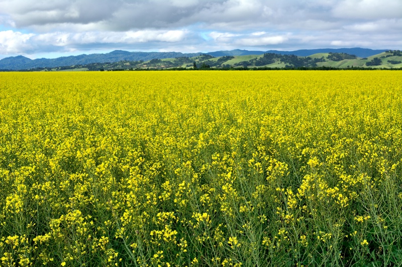 Sea of Mustard