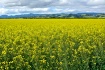 Sea of Mustard