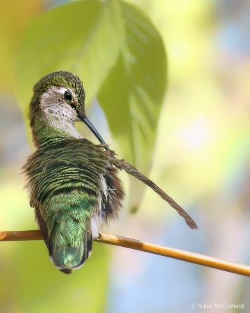 Anna's Hummingbird, Preening