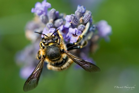 Bee on Lavender