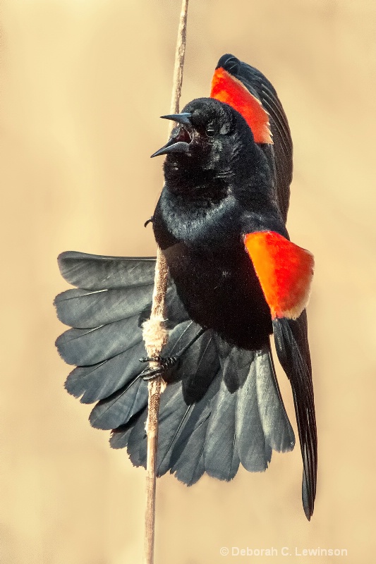 Red Winged Blackbird Displaying