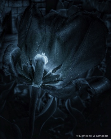 ~ ~ TULIP NOIR ~ ~ 