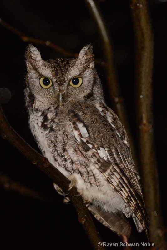 Northern Screech Owl - ID: 14873377 © Raven Schwan-Noble