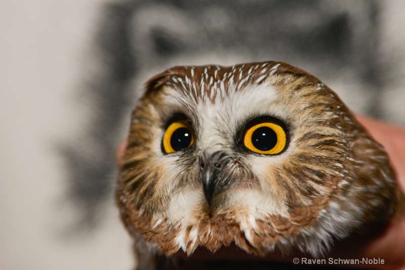 Saw-whet Owl 4 - ID: 14873380 © Raven Schwan-Noble