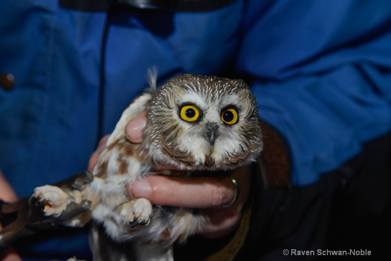 Saw-whet Owl 3 - ID: 14873382 © Raven Schwan-Noble