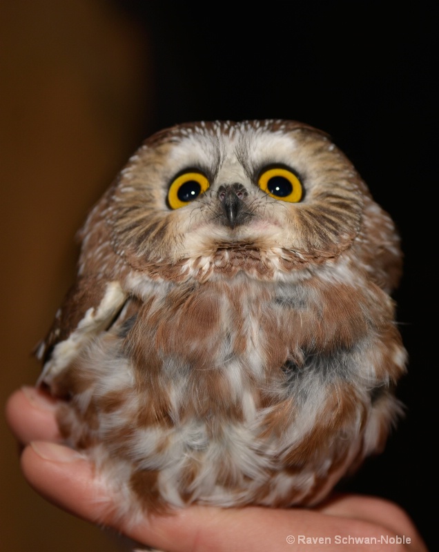 Saw-whet Owl 2 - ID: 14873383 © Raven Schwan-Noble
